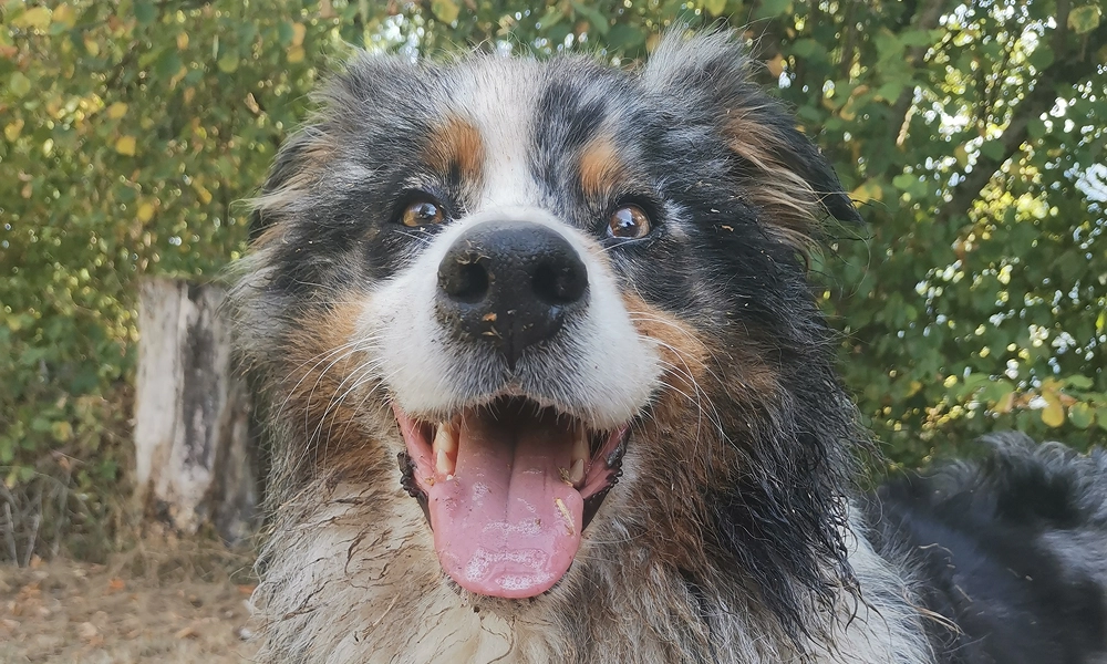 Chien berger australien heureux en extérieur