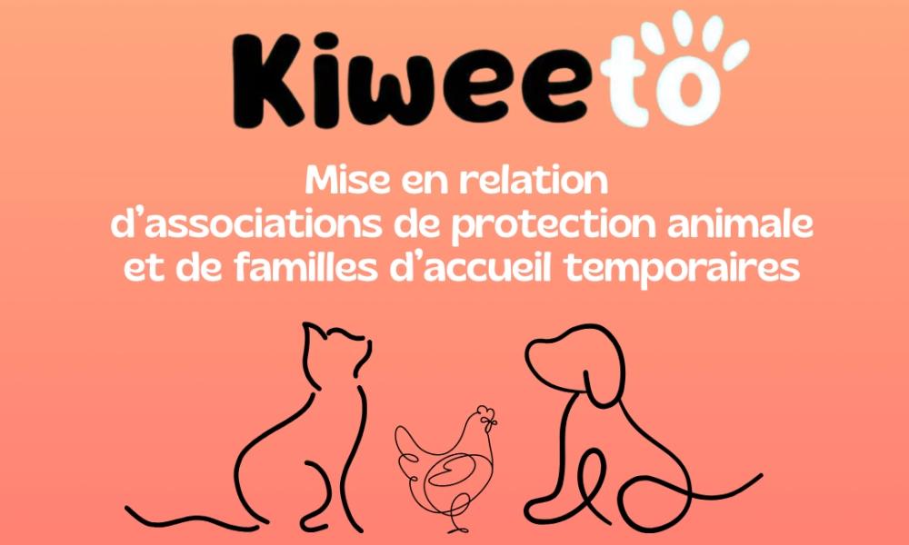 Trouver des familles d’accueil temporaires pour les animaux en attente d’un foyer - Instinct Protection
